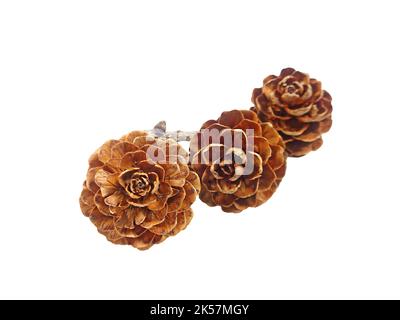 Natural flower-like tiny dry pine cones with branch on White Background Stock Photo