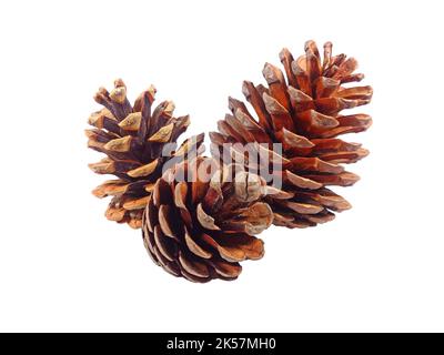 Closeup group of natural dry pine cones on White Background Stock Photo