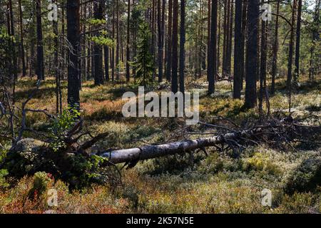 Finnish forest with fallen tree in autumn, Lauhanvuori National Park Stock Photo