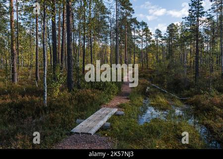Planks over the ditch on a hiking trail in Lauhanvuori National Park, Isojoki, Finland Stock Photo