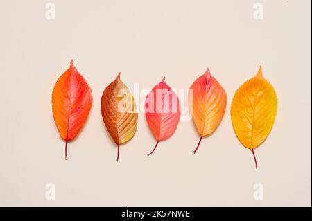 Colorful autumn leaves on beige background. Horizontal autumn theme poster, greeting cards, headers, website and app Stock Photo