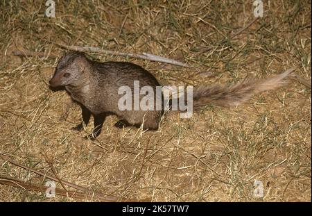 White tailed Mongoose Ichneumia Albicauda Climbing Over Rock In The white-tailed-mongoose-ichneumia-albicauda-climbing-over-rock-in-the