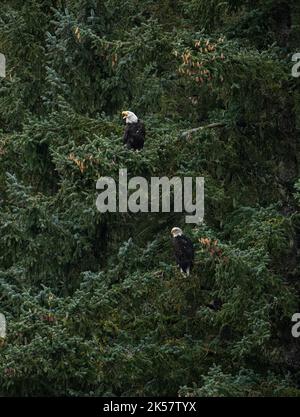 Two bald eagles (Haliaeetus leucocephalus) perch in trees along the Chilkoot River in Alaska. Stock Photo