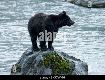 A brown bear (Ursus arctos) cub stands on a rock in the Chilkoot River in Alaska. Stock Photo