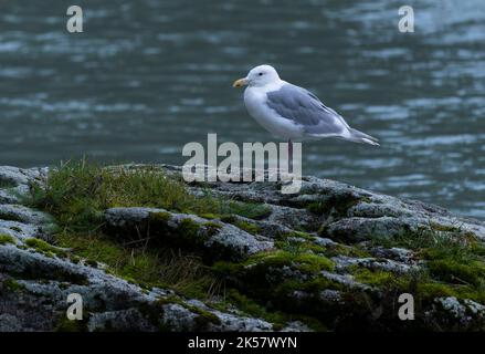 A glaucous-winged gull (Larus glaucescens) perches on a rock in the Chilkoot River in Alaska. Stock Photo