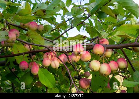 Wild apples on a tree branch, natural background for relaxation and recreation Stock Photo