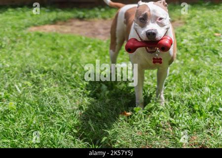 A large pitbull dog (American Pit Bull Terrier) (canis lupus familiaris) playfully waits to play fetch in a grassy yard with a bone-shaped dog toy Stock Photo