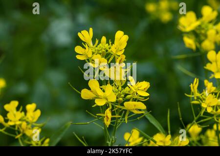 Colorful flowering of Jerusalem artichoke, used in herbal medicine Stock Photo