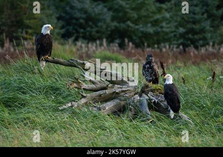 Three bald eagles (Haliaeetus leucocephalus) perch on driftwood in the marsh at the outlet of the Chilkoot River in Alaska. Stock Photo