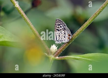 Lang's Short-tailed Blue butterfly (Leptoted pirithous) adult feeding at flower  Sao Tome, Sao Tome and Principe, Africa.             September Stock Photo