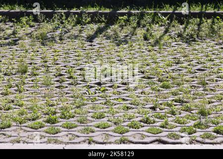 Green grass between the sidewalk square tiles. Grass and cement pavement. Eco parking texture background. Stock Photo