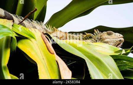 Green iguana sleeping on a tree in Seminario Park, Guayaquil, Ecuador Stock Photo