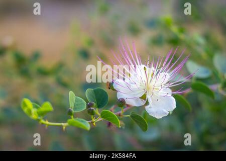 Flinders rose (Capparis spinosa) flower on a blurred background. Stock Photo