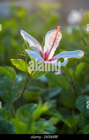 White Kauai rosemallow (Hibiscus waimeae) flower on a blurred background. Stock Photo