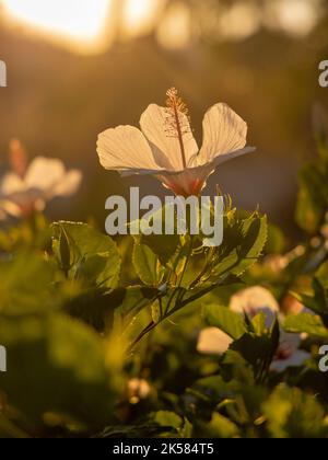 White Kauai rosemallow (Hibiscus waimeae) flower on a blurred background. Stock Photo