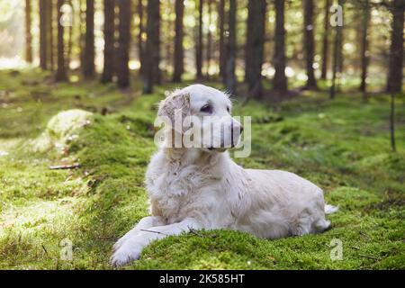 Beautiful golden retriever in the meadow in the autumn forest Stock Photo