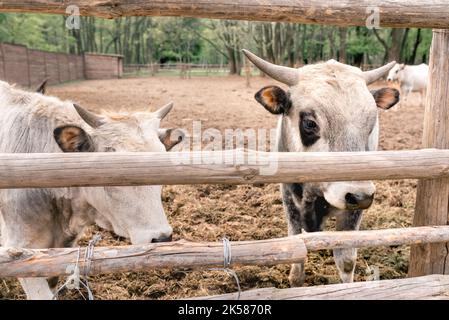 Close-up White cows with black spots behind a wooden fence on a farm outdoors. Agriculture and dairy industry. Stock Photo