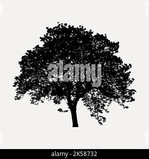 Beech tree silhouette clipart, nature illustration in black vector. Stock Vector