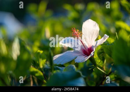 White Kauai rosemallow (Hibiscus waimeae) flower on a blurred background. Stock Photo