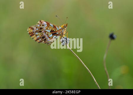 Boloria Day. Small butterfly of the Nymphalidae family Stock Photo