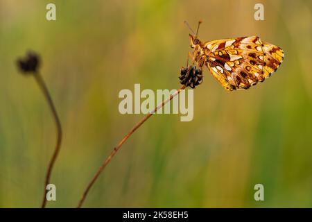 Boloria Day. Small butterfly of the Nymphalidae family Stock Photo