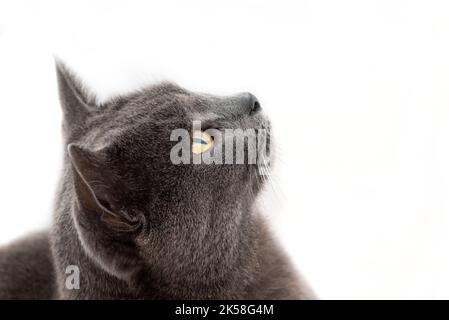 Chartreux cat looking up, isolated on white background Stock Photo