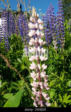 blooming lupine flowers in Norway Stock Photo