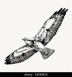 flying hawk clipart