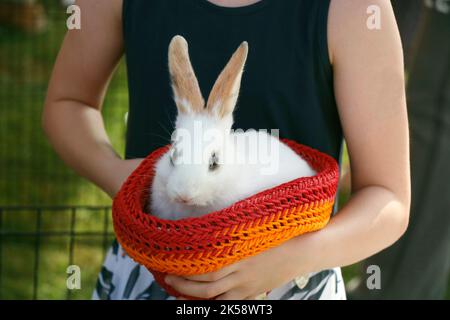 little white rabbit or hamster sitting in a small basket as a pet animal Stock Photo