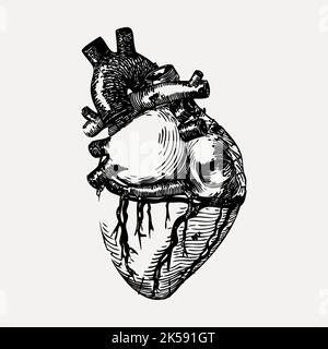 Realistic heart clipart, vintage medical illustration vector. Stock Vector