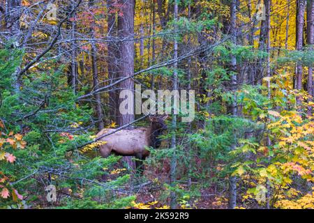 Bull elk in Clam Lake, Wisconsin. Stock Photo