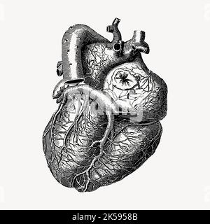 Realistic heart clipart, medical vintage illustration vector. Stock Vector