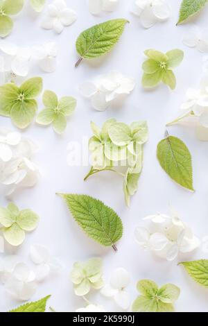 White green floral background on hydrangea flowers and leaves, overhead flat lay, vertical frame Stock Photo