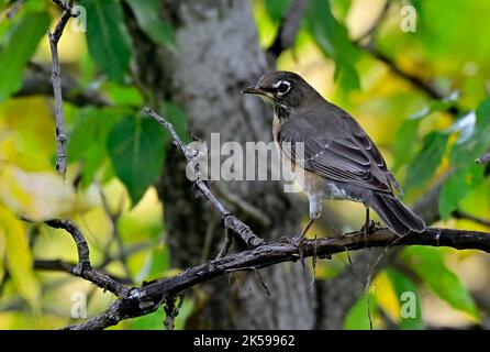 An adult American Robin "Turdus migratorius", perched on a dead tree branch in fall season. Stock Photo