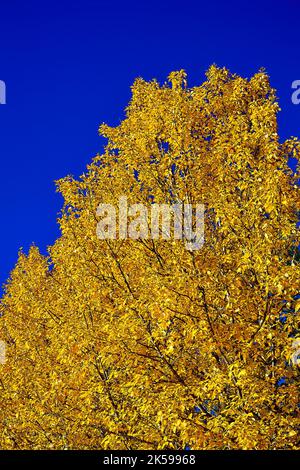 A close up of fall foliage with on an aspen tree in rural Alberta Canada. Stock Photo