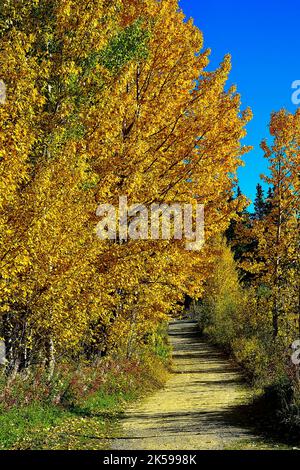 A hiking trail under the fall foliage along Maxwell lake in Hinton Alberta Canada. Stock Photo
