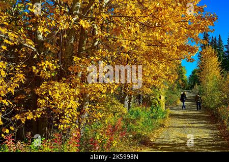 A hiking trail under the fall foliage along Maxwell lake in Hinton Alberta  Canada Stock Photo - Alamy