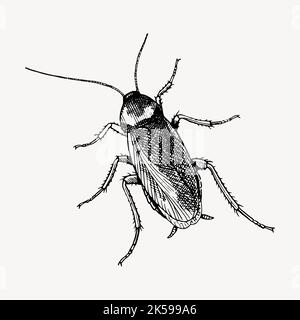 Cockroach drawing, vintage insect illustration vector. Stock Vector