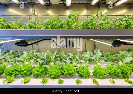 13.09.2022, Germany, North Rhine-Westphalia, Dinslaken - Regional vegetable cultivation on the Klaeranlage. SUSKULT demonstration plant, hydroponics F