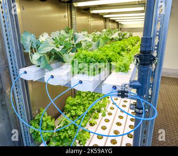 13.09.2022, Germany, North Rhine-Westphalia, Dinslaken - Regional vegetable cultivation on the Klaeranlage. SUSKULT demonstration plant, hydroponics F