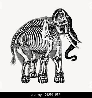 Elephant skeleton illustration clipart vector. Stock Vector
