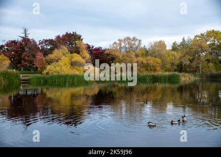 Views of a lake surrounded by trees in California during Autumn Stock Photo