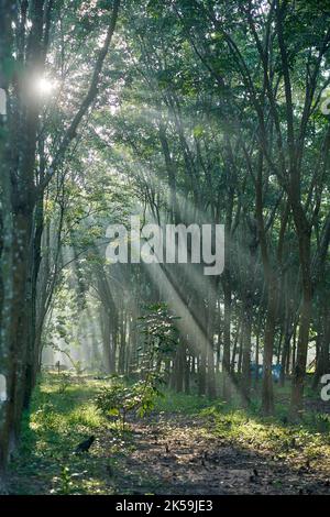 Early morning sun rays in a rubber tree plantation in Thailand. Stock Photo