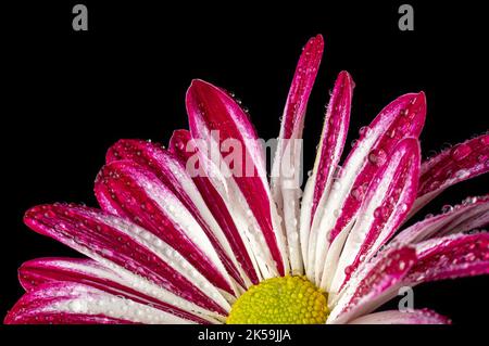 close-up macro view of bright pink and white chrysanthemum with water droplets, colorful mums or chrysanths flower isolated on black background Stock Photo