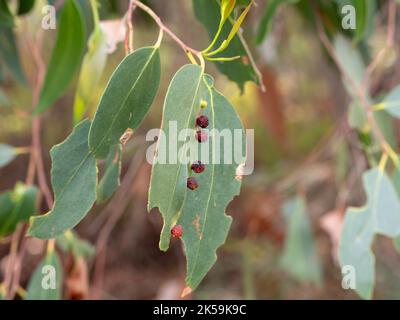 Five developed and one developing galls on a eucalyptus tree leaf. A reaction to insect invasion of the leaf. Stock Photo