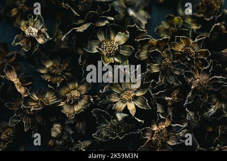 Beautiful black color dry flowers classic dark seamless abstract pattern texture design natural background image concept, color contrast, wallpaper. Stock Photo