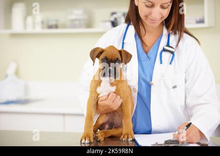 Hes one healthy little puppy. a young female veterinarian examining a puppy in her office. Stock Photo