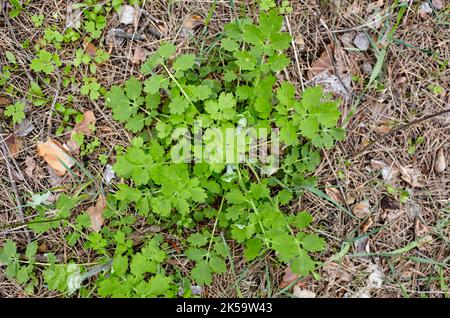 Close-up of beautiful Chelidonium plant at forest, top view. Family name Papaveraceae, Scientific name Chelidonium. Selective focus, blurred backgroun Stock Photo