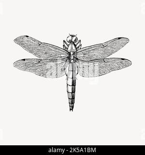 Dragonfly clipart, vintage hand drawn vector Stock Vector Image & Art ...