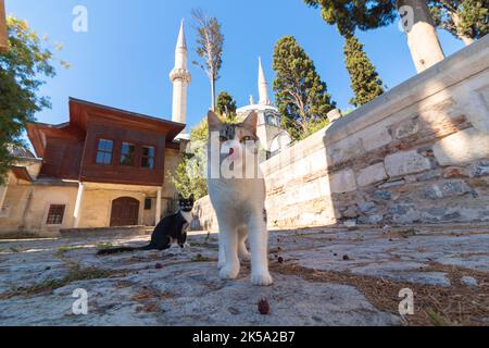 Stray cats of Istanbul background photo. Stray cats in the garden of a mosque. Turkish culture. Stock Photo